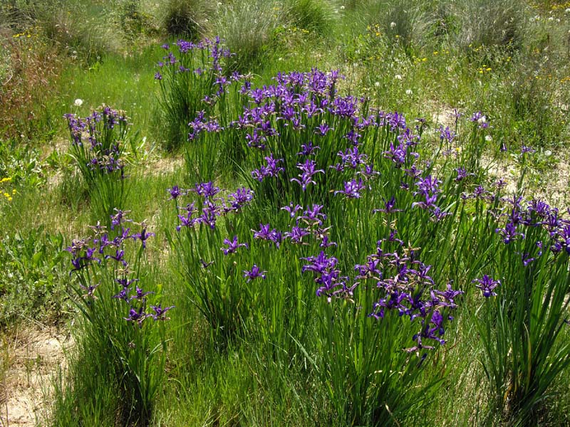 Iris spuria ssp maritima photo